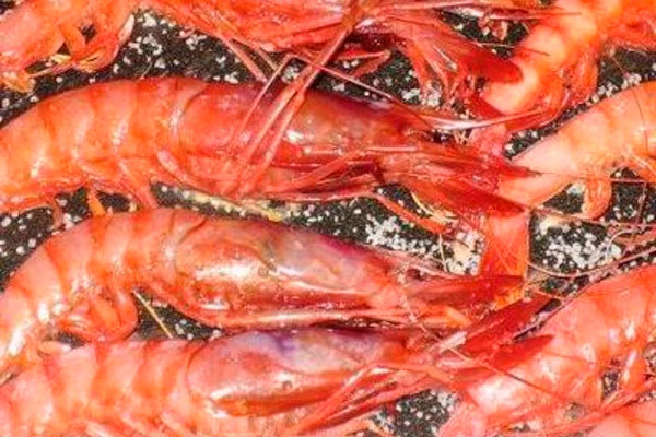 Restaurante El Patio | Restaurante en Las Rozas | Gamba blanca a la plancha